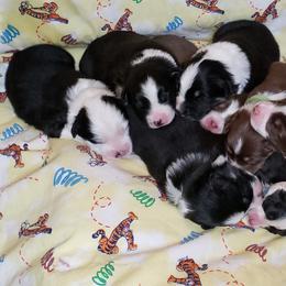 Australian Shepherd Puppies from Purple Tyger Creations