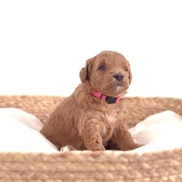 Goldendoodle Puppies from Indy Goldendoodles
