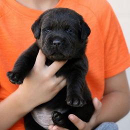 Chocolate girl - Chocolate female Labrador Retriever puppy in Marysville, California from Britt Labradors