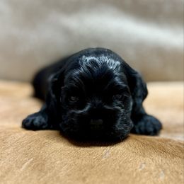 Yellow Collar - Black and white female Cocker Spaniel puppy in Morganton, North Carolina from Priceless Pups