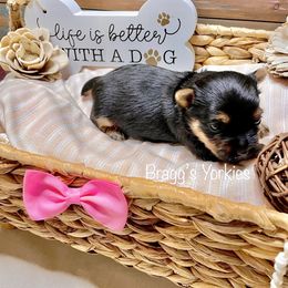 Yorkshire Terrier Puppies from Bragg’s Yorkies