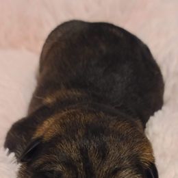 German Shepherd Puppies from Royalty German Shepherds