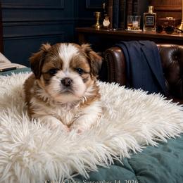 Capri - Brindle male Shih Tzu puppy in Temple, Pennsylvania from Kathy Diego's Shih Tzus
