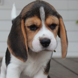 AKC Birch - Black tan and white female Beagle puppy in Morrill, Kansas from Kelle Beagles