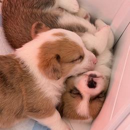 Pembroke Welsh Corgi Puppies from Tran's CorgiLand