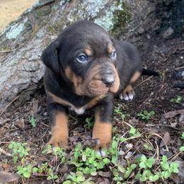 Boy 1 - Black male Catahoula Leopard Dog puppy in Gadsden, Alabama from Rich Cat’s