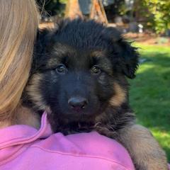 Green Star Guardian - Black and tan male German Shepherd puppy in Bonney Lake, Washington from German Shepherds Von Washington