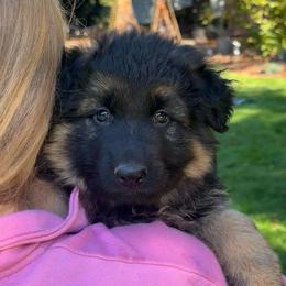 Green Star Guardian - Black and tan male German Shepherd puppy in Bonney Lake, Washington from German Shepherds Von Washington