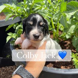 Colby Jack - Piebald male Dachshund puppy in Rogue River, Oregon from Bear Feet Dachshunds