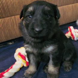 Silver - Black and tan male German Shepherd puppy in Pahrump, Nevada from Rayler Kennels
