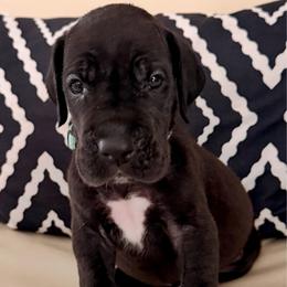 Daphne - Black female Great Dane puppy in Plano, Texas from Blue Thunder Danes