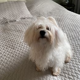 Havanese Puppies from Kim's Puppy Palace