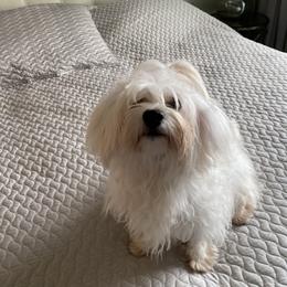 Havanese Puppies from Kim's Puppy Palace