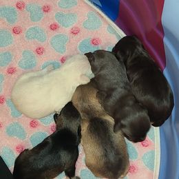 Miniature Schnauzer puppies from Kristy's French Bulldogs & Mini Schnauzers