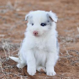 Tucker - Blue merle male Border Collie puppy in Hesperus, Colorado from I&A Border Collies