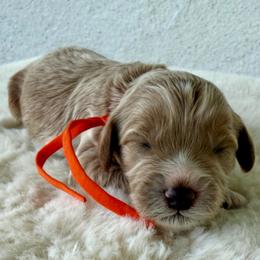 Bear Claw - Red  male Goldendoodle puppy in Concord, California from Golden State Good Dogs