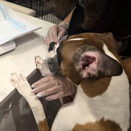 Boxer Puppies from Bayla Belle & Blossom's Boxers