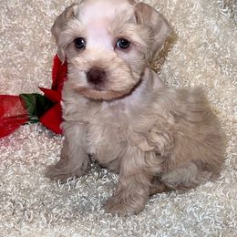 Miniature Schnauzer Puppies from Kisses cuddles and snuggles