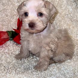 Miniature Schnauzer Puppies from Kisses cuddles and snuggles