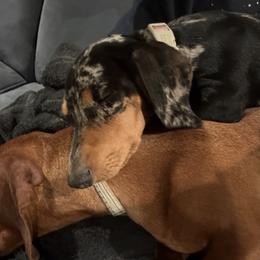 Dachshunds and Rottweilers from Chelsea Woolley