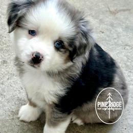 S'mores - Blue merle male Toy Australian Shepherd puppy in Bristow, Iowa from Pine Ridge Toy and Mini Aussies