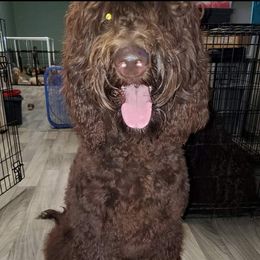 Minnie - Goldendoodle