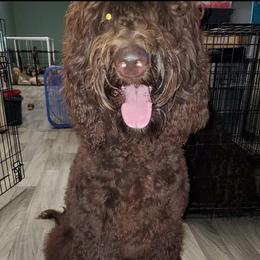 Minnie - Goldendoodle