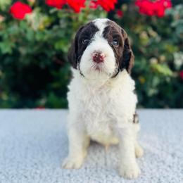 Clover - Chocolate male Labradoodle puppy in Elizabeth City, North Carolina from Howdy Doodles
