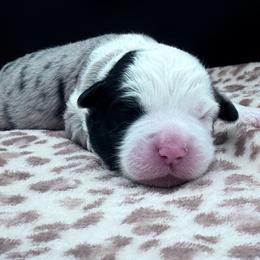 Boy 2 - Blue merle male Miniature Australian Shepherd puppy in Arcadia, Indiana from Sunset Cowgirl Mini Aussies