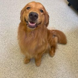 Kahlua - Golden Retriever
