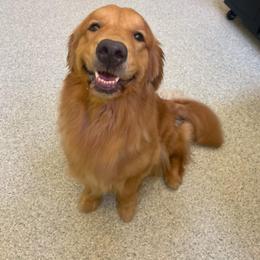 Kahlua - Golden Retriever