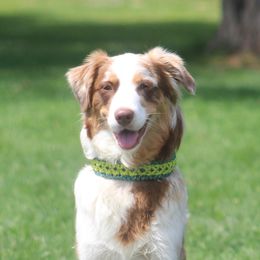 True! (up and coming) - Australian Shepherd