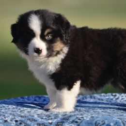 Miniature American Shepherd Puppies from Bandana Kennel