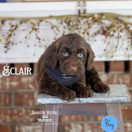 Eclair - Chocolate male Australian Labradoodle puppy in Redding, California from Shasta Royal Monroe Puppies
