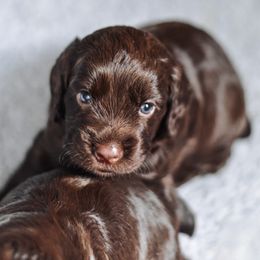 English Cocker Spaniel and German Shepherd Puppies from Ryndal & Co.