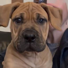 White collar female - Fawn female Boerboel puppy in Rockford, Illinois from Adoraboerboels
