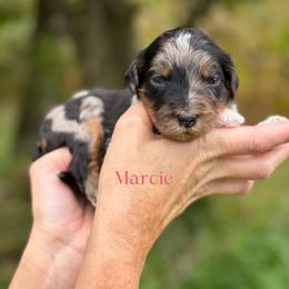 Marcie - Blue merle female Bernedoodle puppy in Bellville, Ohio from Bernedoodle Buddies