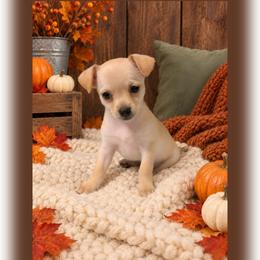 Cream Smooth Coat Male - Cream male Chihuahua puppy in Nashville, Tennessee from Music City Chi’s