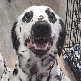 Wendy - Dalmatian