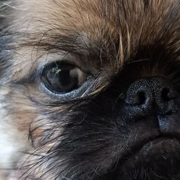 Brussels Griffons from Brussels and Broodle's and Shiffon's oh my