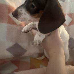 Dachshund Puppies from Treasure Valley Dachshunds