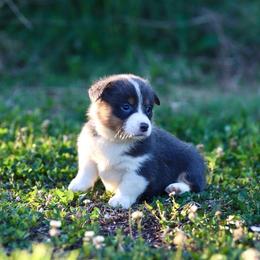 Girl 1 - Blue female Pembroke Welsh Corgi puppy in Ocala, Florida from Dolan Farms Corgis