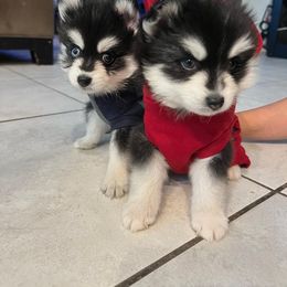 Pomsky Puppies from Peekaboo Pomskies