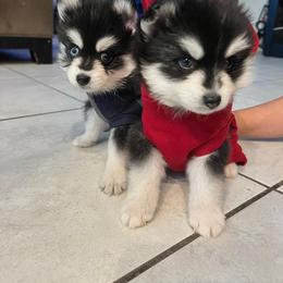 Pomsky Puppies from Peekaboo Pomskies