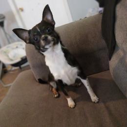 Tasha - Chihuahua