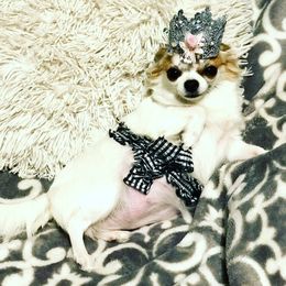 Chihuahua Puppies from Harger Chihuahuas