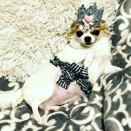 Chihuahua Puppies from Harger Chihuahuas