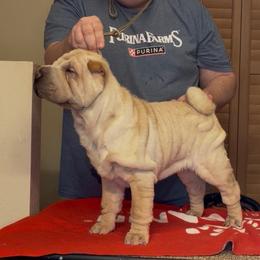 Paisley - Cream female Chinese Shar-Pei puppy in Corydon, Indiana from Royalvue Kennels