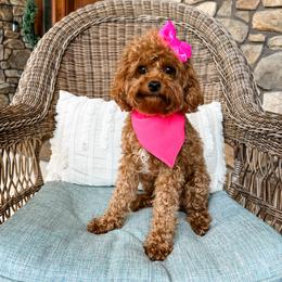 Rosie - Cavapoo