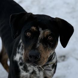 Ella - Catahoula Leopard Dog